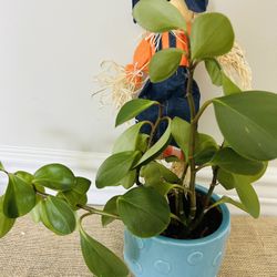 Rubber Plant With Roots 