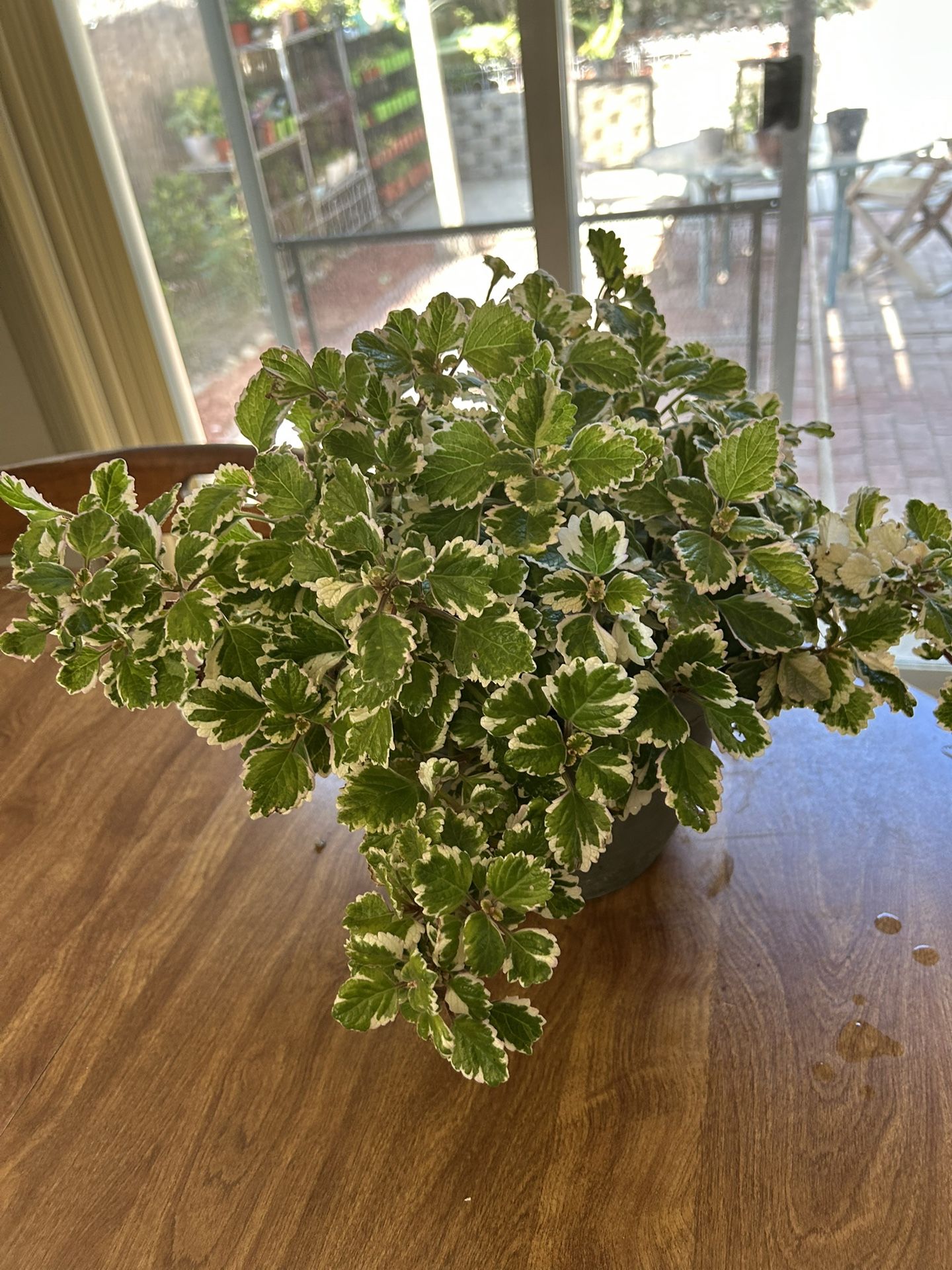 Swedish Ivy 
