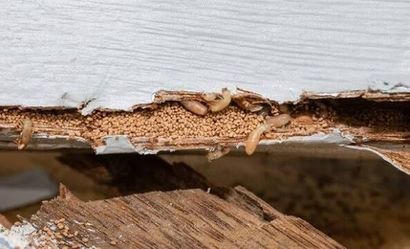 Termite inspection