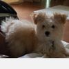 Mindy