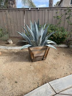 A blue agave century plant