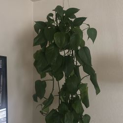 Pothos Plant