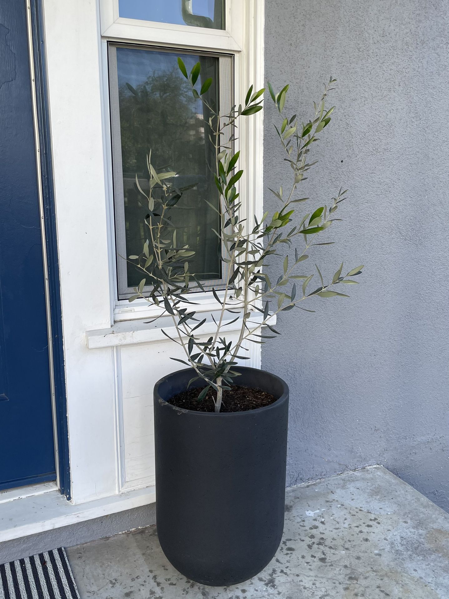 Seminyak Black Cement Indoor/Outdoor Planters (Extra — Set 2 with Olive Trees for Sale in Monterey CA - OfferUp