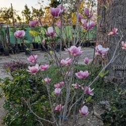 Magnolia Tree / Arbol 