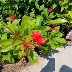 Coronas De Cristo Diferentes Colores Y Flor Grande 