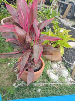 Cordyline