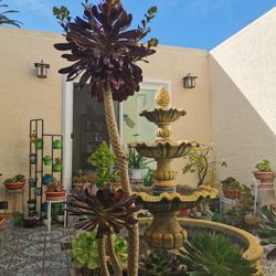 Amazing rare giant succulent aeonium voodoo Can be 7 feet tall rooted only 1  hurry buy