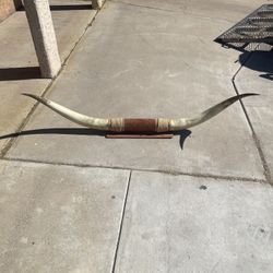 Bull horn’s decoration $250.00 OBO