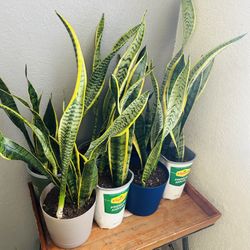 Snake Plant 15 Each 