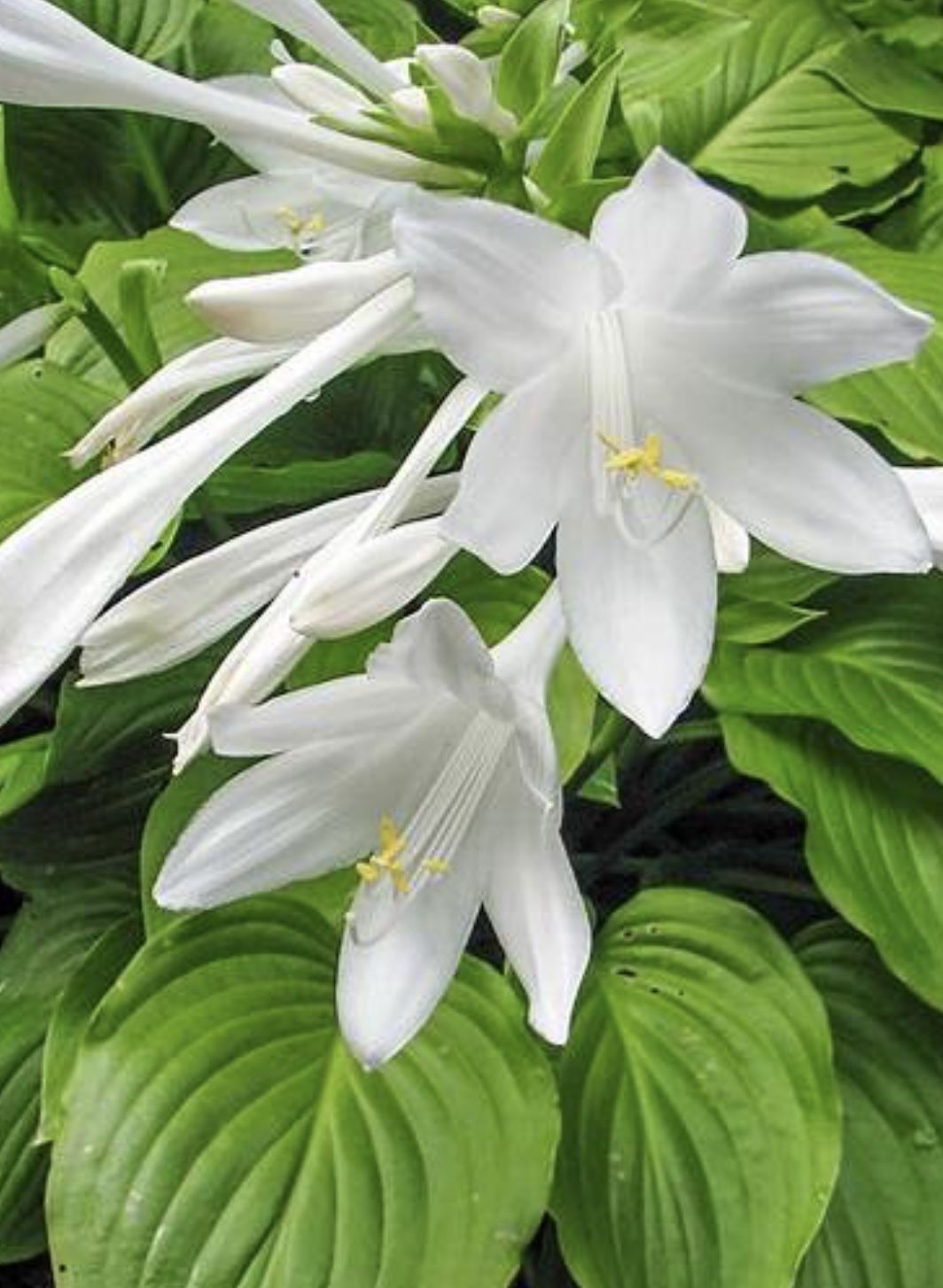 Perennial Hosta Fragrance