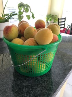 Fresh Homegrown Peaches