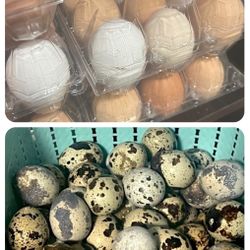 Eggs Quail & Chicken 