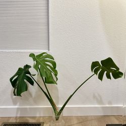 Monstera Top Cutting 