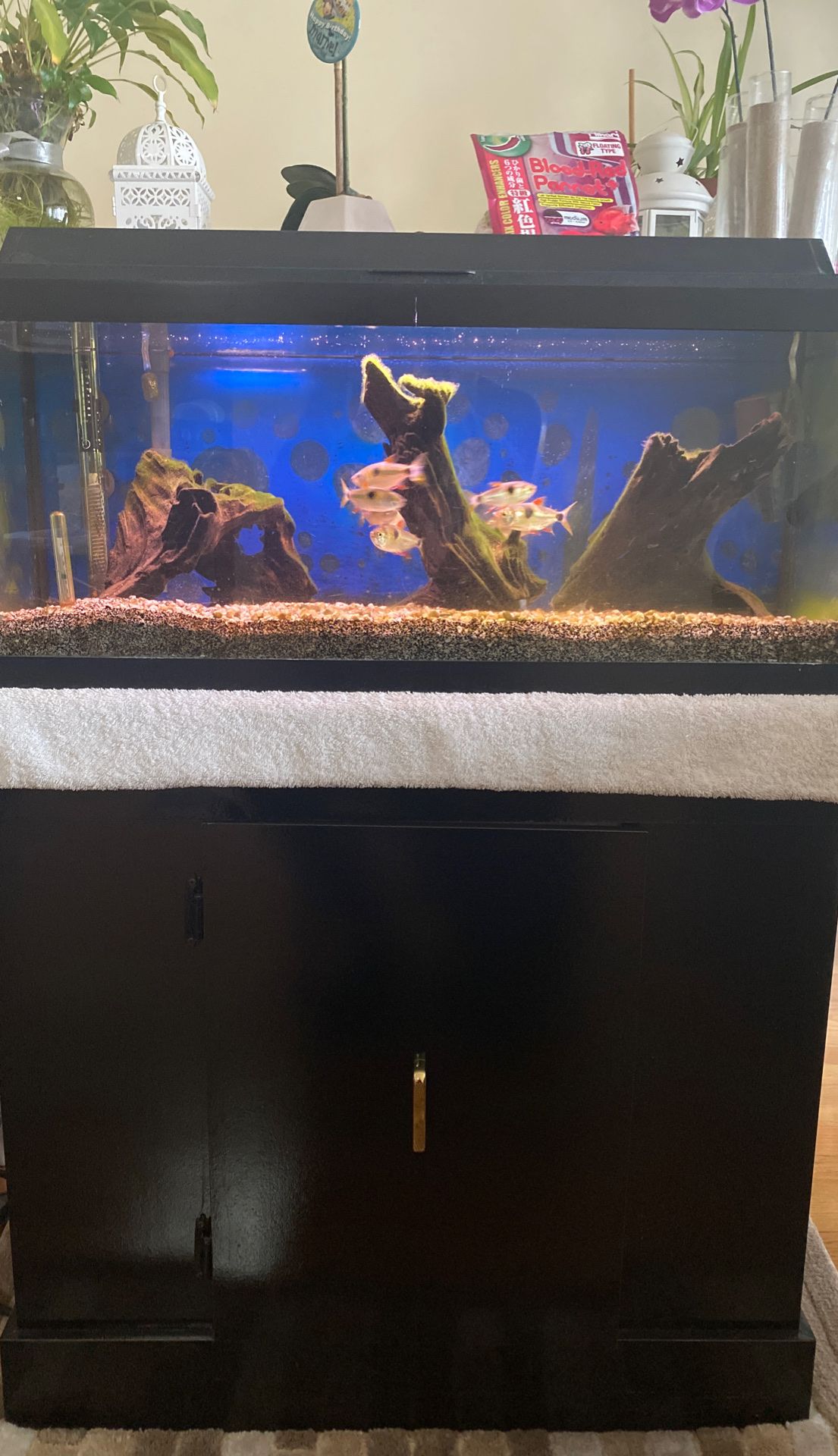 12 Gallon Fish tank