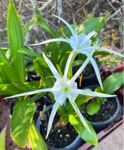 Spider Lily Live Plant in Pot