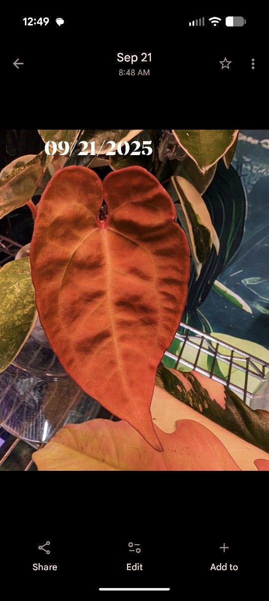 Variegated Black Venom Anthurium Bottom-cut