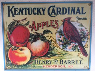 Kentucky cardinal Tin