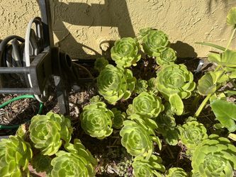 Succulent Cuttings