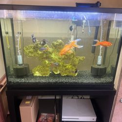 Fish Tank With Everything In The Picture