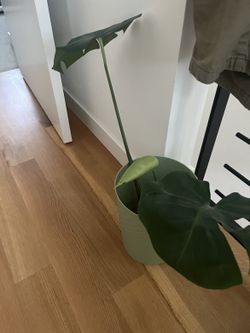 Tall Monstera