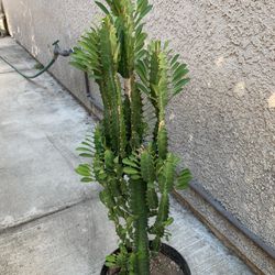 Euphorbia Tritons Terracotta Plant 
