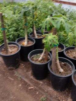 Papaya ( Mexican)