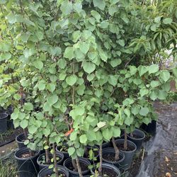 Apricot Trees Chavacano Trees 35$ Each