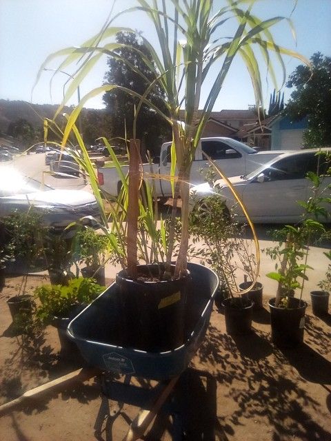 Plantas Pregunte Por Precio Y Diferentes Plantas Pregunte