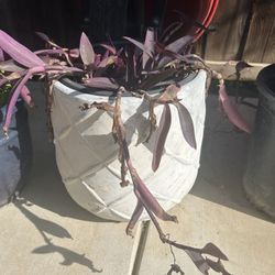 Purple Heart Plant