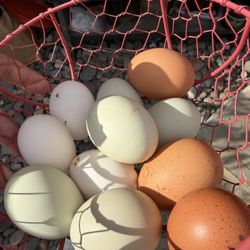 Fresh Eggs