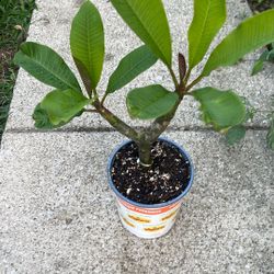 Planta De Plumeria Flor Blanca 