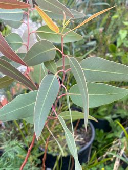 Eucalyptus camaldulensis plants - ‘River Red Gum’