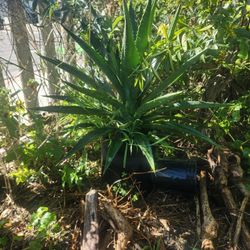 Agave Century Plant 2 Ft Tall