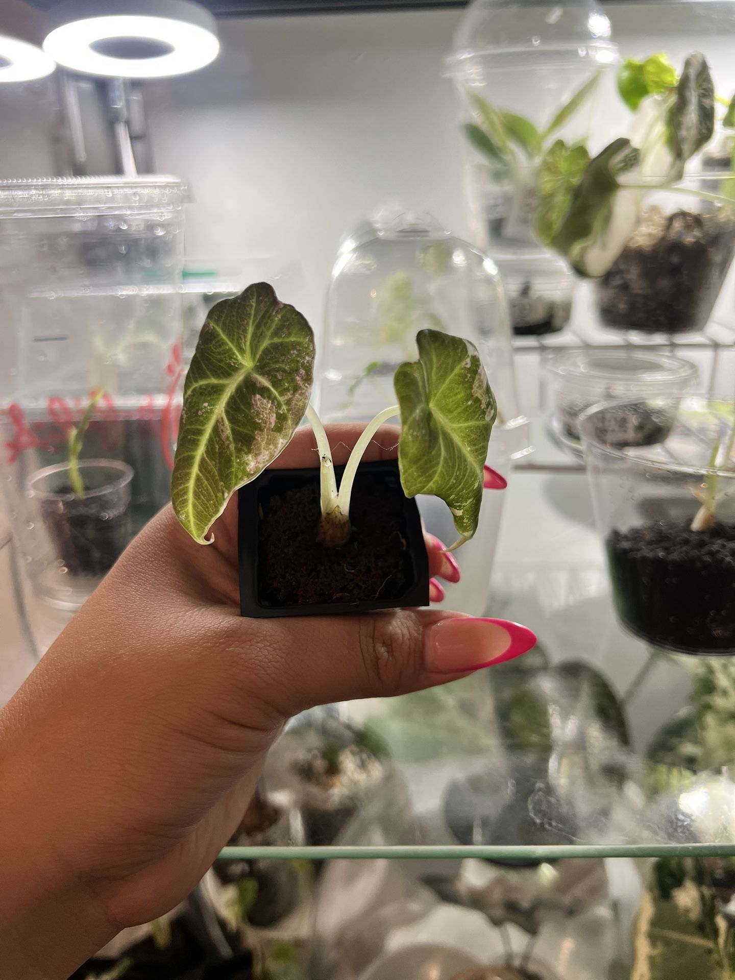 Pink Black Velvet Alocasia