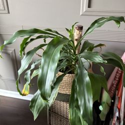 Corn Plant