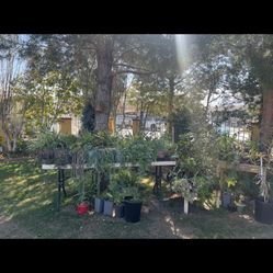 Plants For Sale