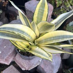 Sanseveria Golden Hahnii