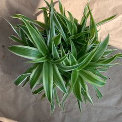 Spider Plant