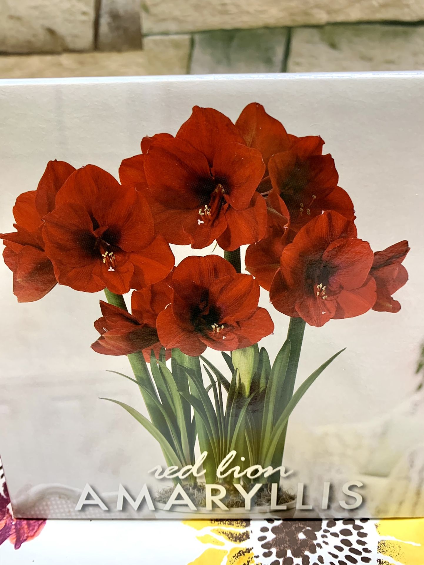 Red Lion Amaryllis