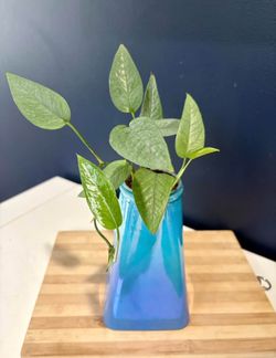 Epipremnum Pinnatum Cebu Blue Pothos in Blue Vase