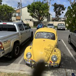 VW Classic Bugs