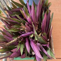 Oyster Plant with 5.00 purchase