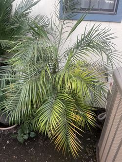 Plant