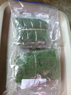Decorative Moss