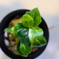 Aquascaping Supply Orlando Rare Aquatic Plant Sale