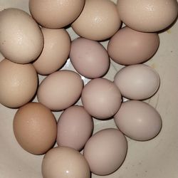 Organic/free range chicken eggs, unwashed 4$/dozen 