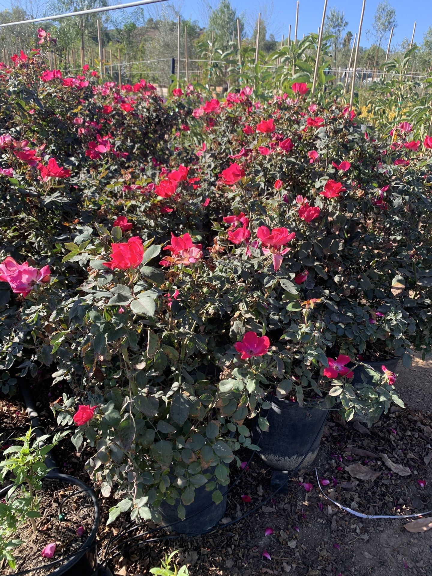 Knockout Rose Bush 15gal