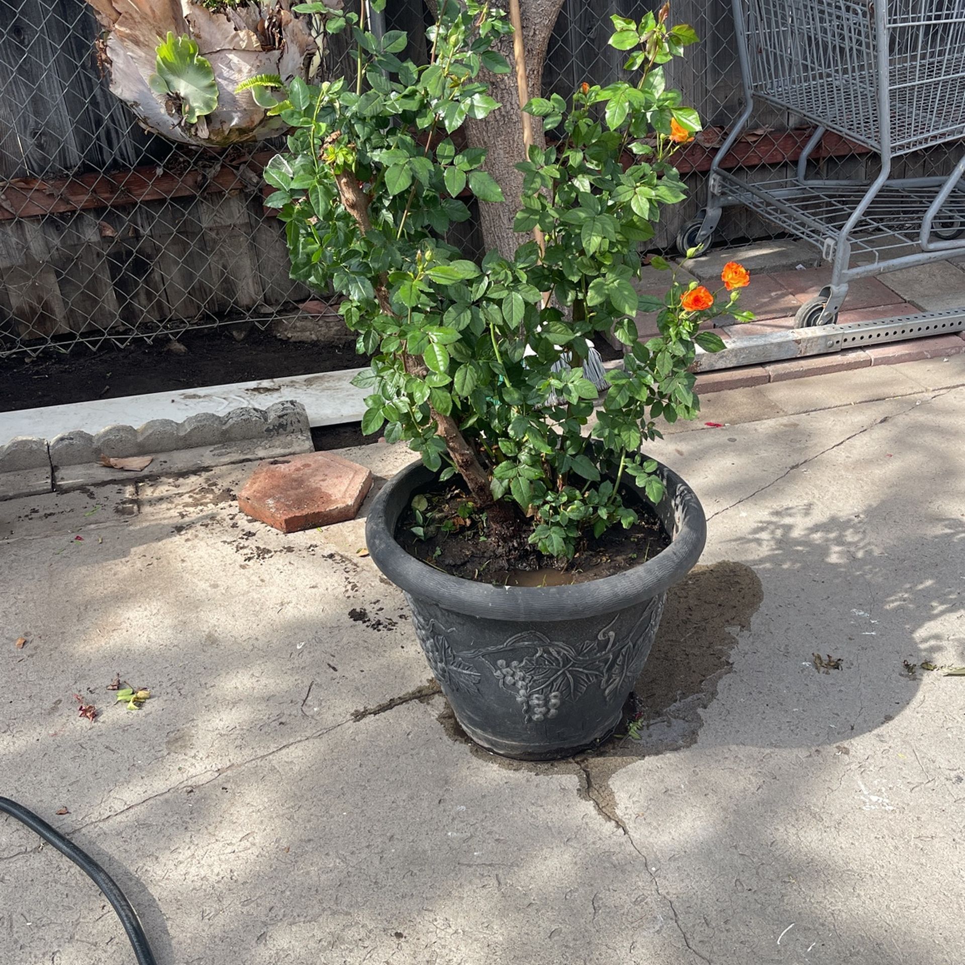 Flower 🌹 Plant 🪴