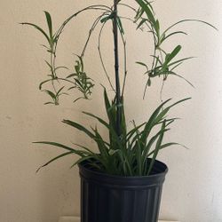 Spider Plant 