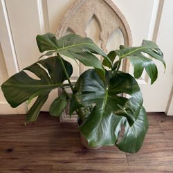 Monstera Deliciosa